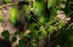 Cardiospermum halicacabum var. halicacabum