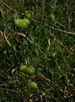 Cardiospermum halicacabum var. halicacabum