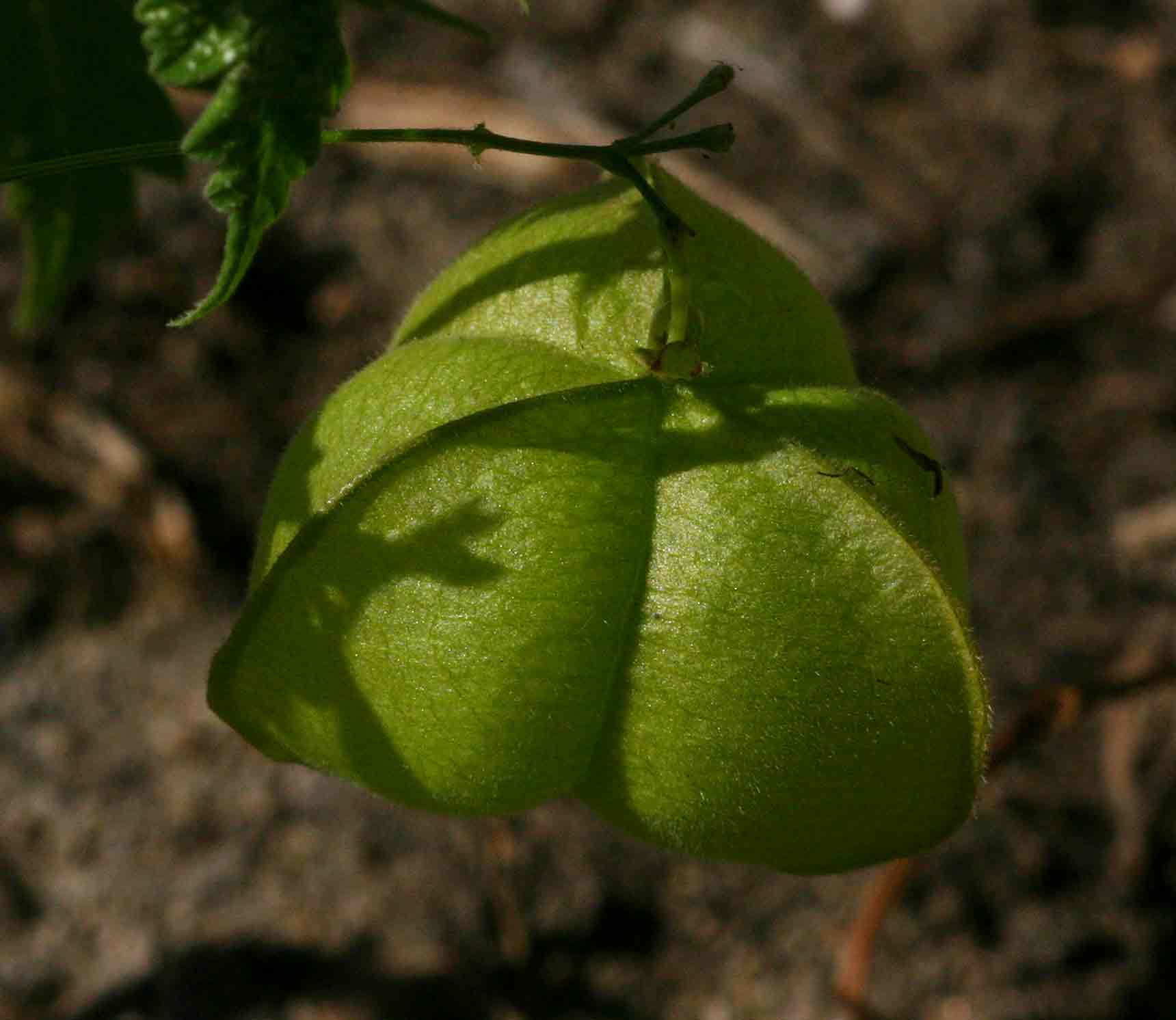 Cardiospermum halicacabum var. halicacabum