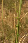 Cardiospermum halicacabum var. halicacabum