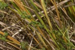Cardiospermum halicacabum var. halicacabum