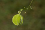 Cardiospermum halicacabum var. microcarpum