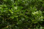 Allophylus rubifolius var. rubifolius
