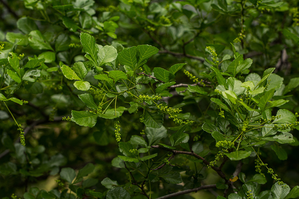 Allophylus rubifolius var. rubifolius