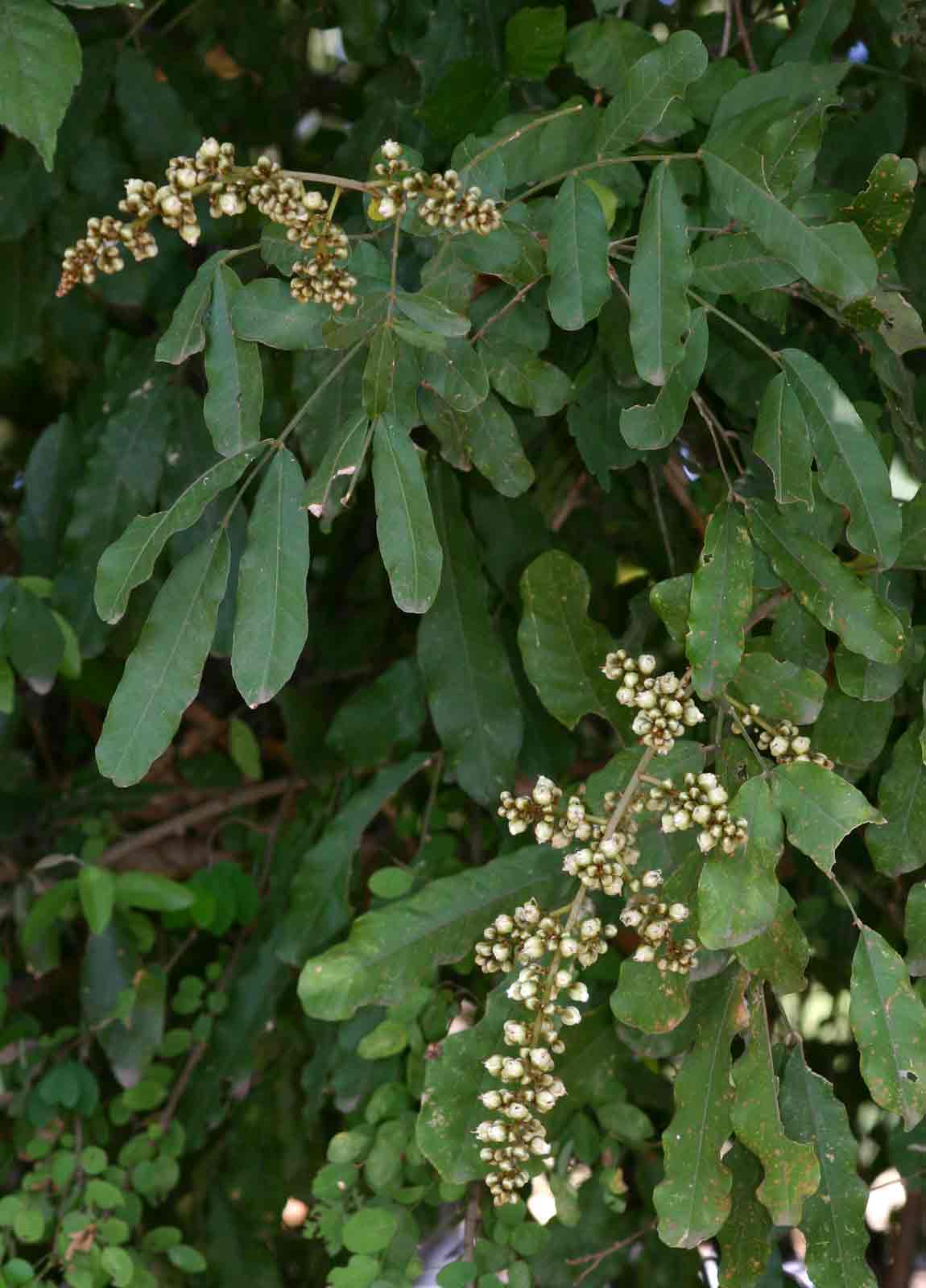 Deinbollia xanthocarpa
