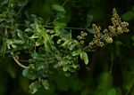 Deinbollia xanthocarpa