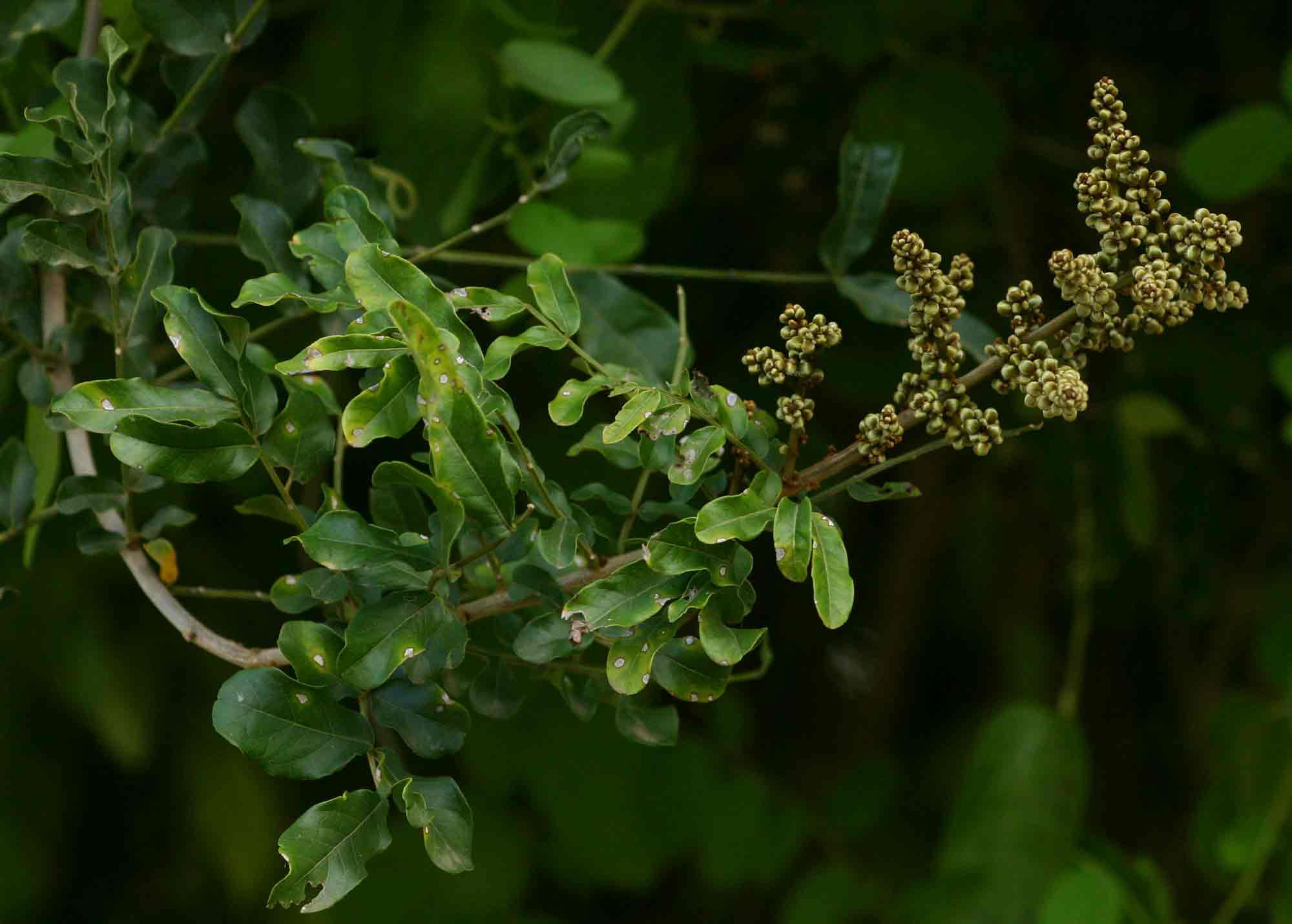 Deinbollia xanthocarpa