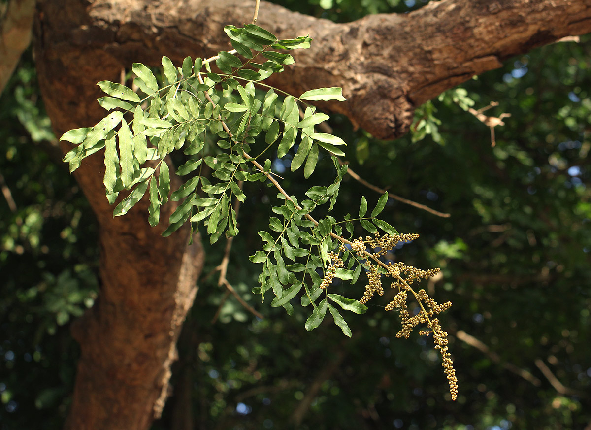 Deinbollia xanthocarpa