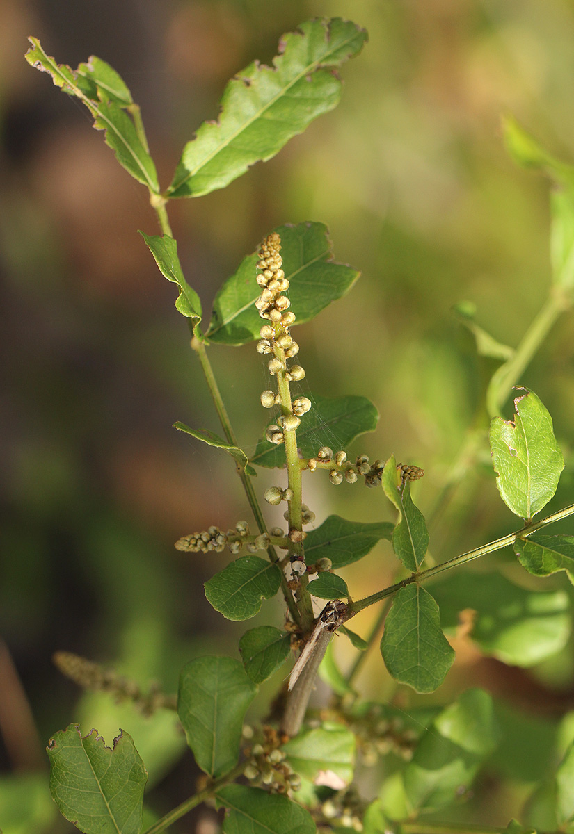 Deinbollia xanthocarpa