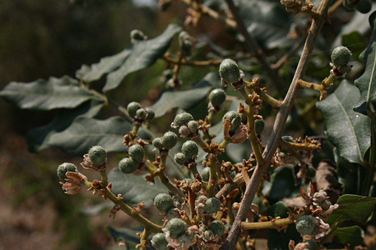 Deinbollia xanthocarpa