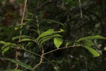 Pancovia golungensis