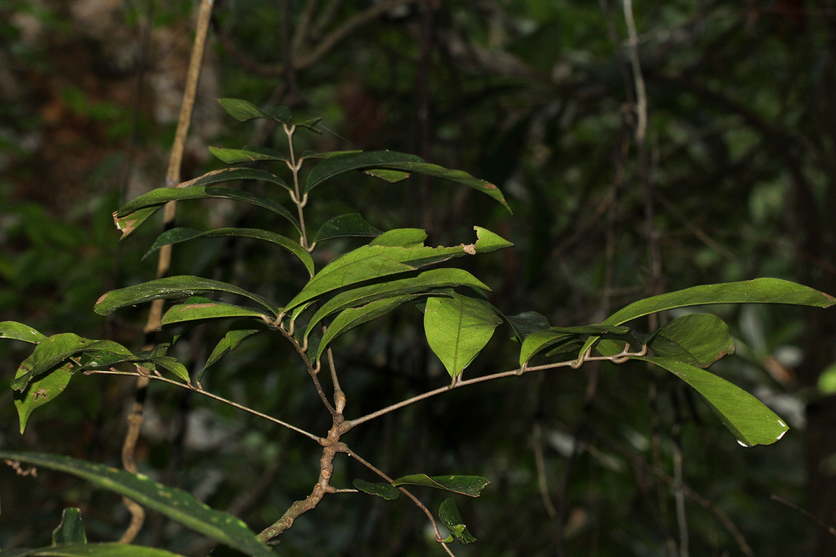 Pancovia golungensis