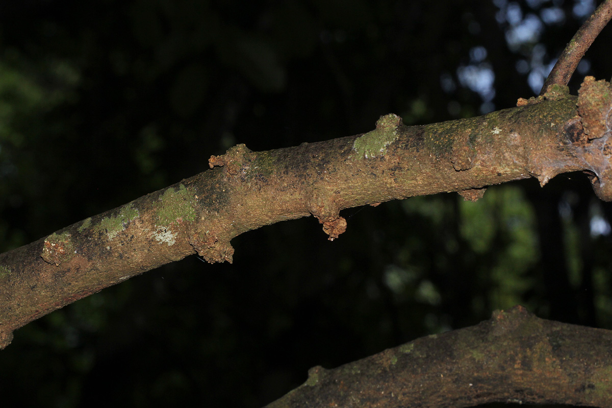 Pancovia golungensis