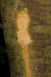 Pancovia golungensis