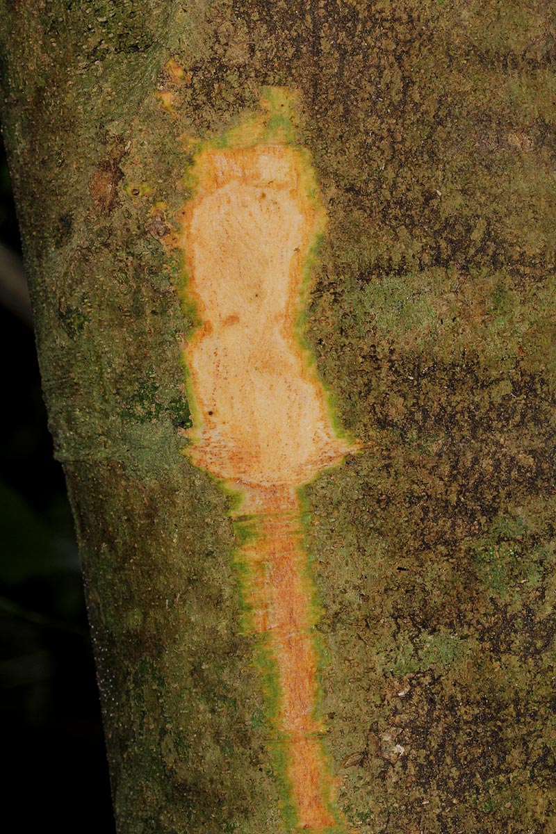 Pancovia golungensis