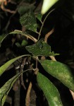 Pancovia golungensis