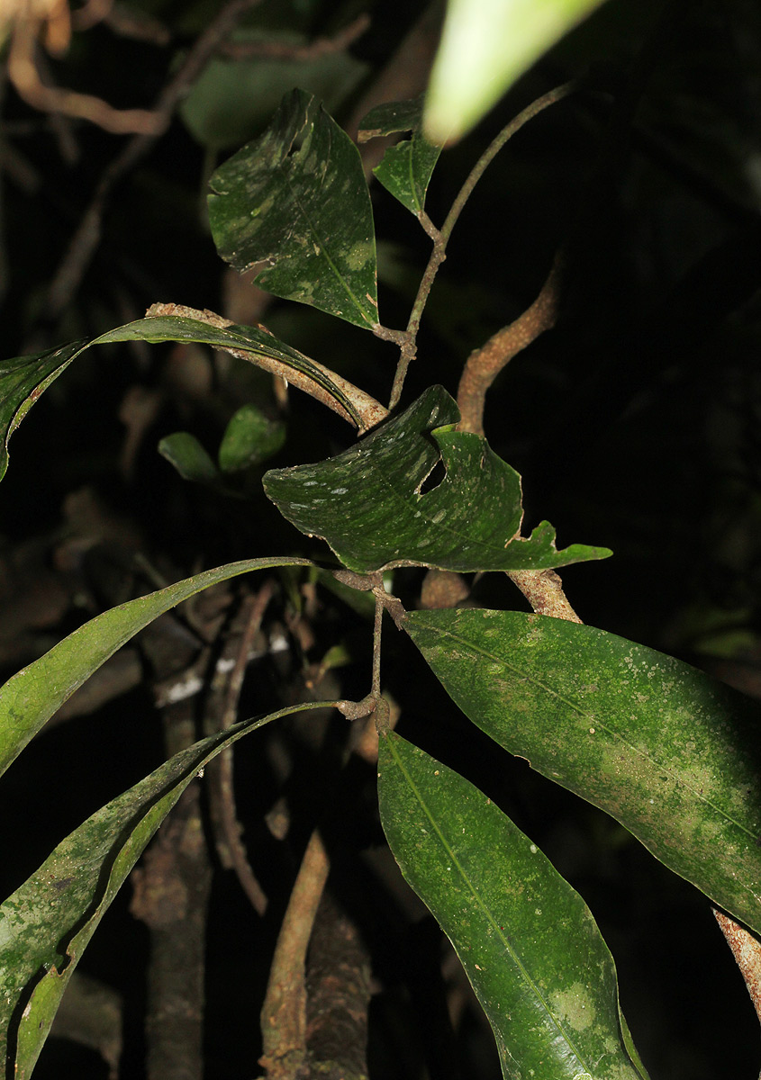 Pancovia golungensis