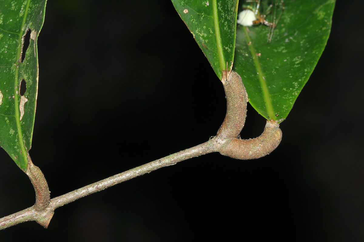 Pancovia golungensis