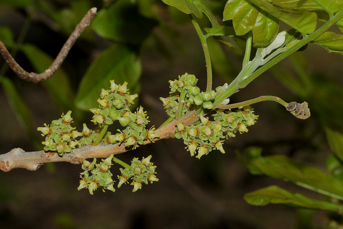 Lecaniodiscus fraxinifolius