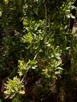 Pappea capensis