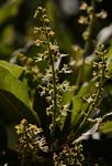 Pappea capensis