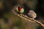 Pappea capensis
