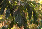 Aporrhiza paniculata