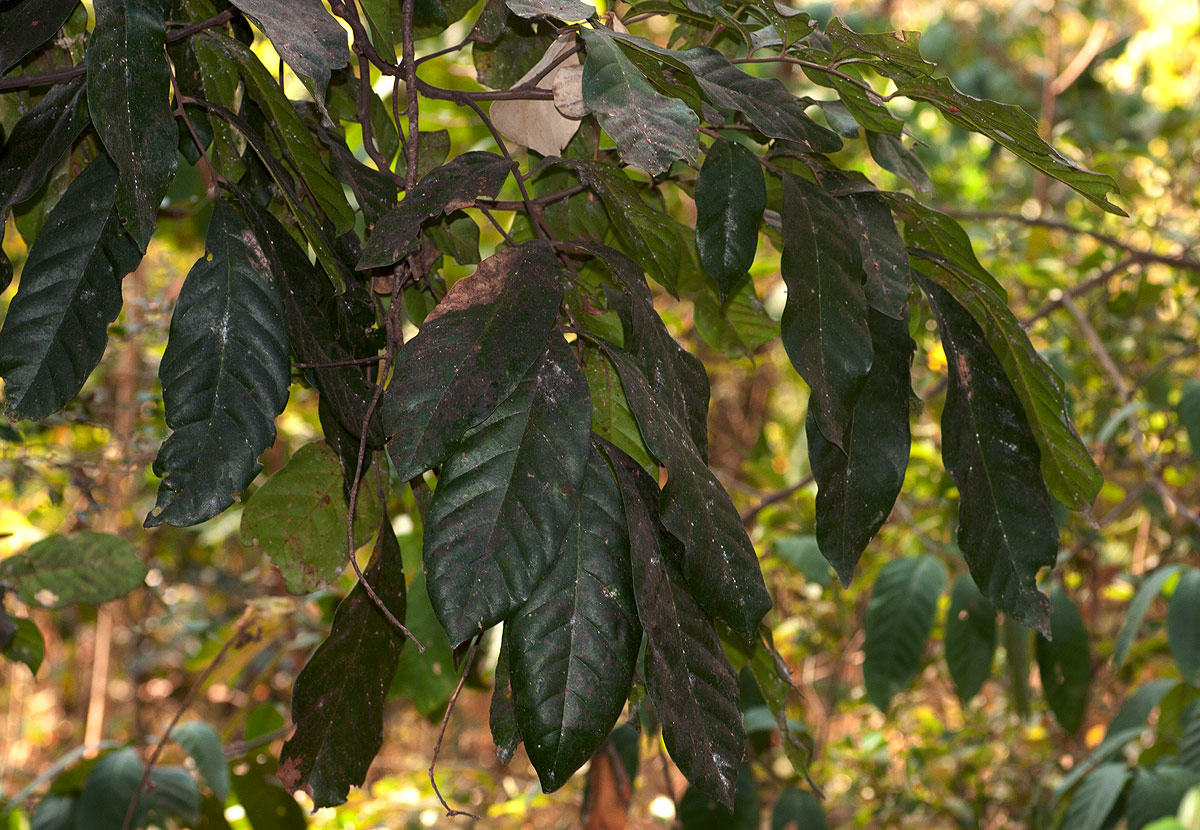 Aporrhiza paniculata