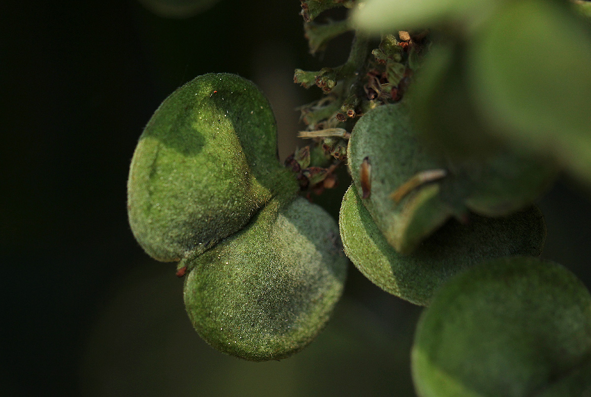 Aporrhiza paniculata