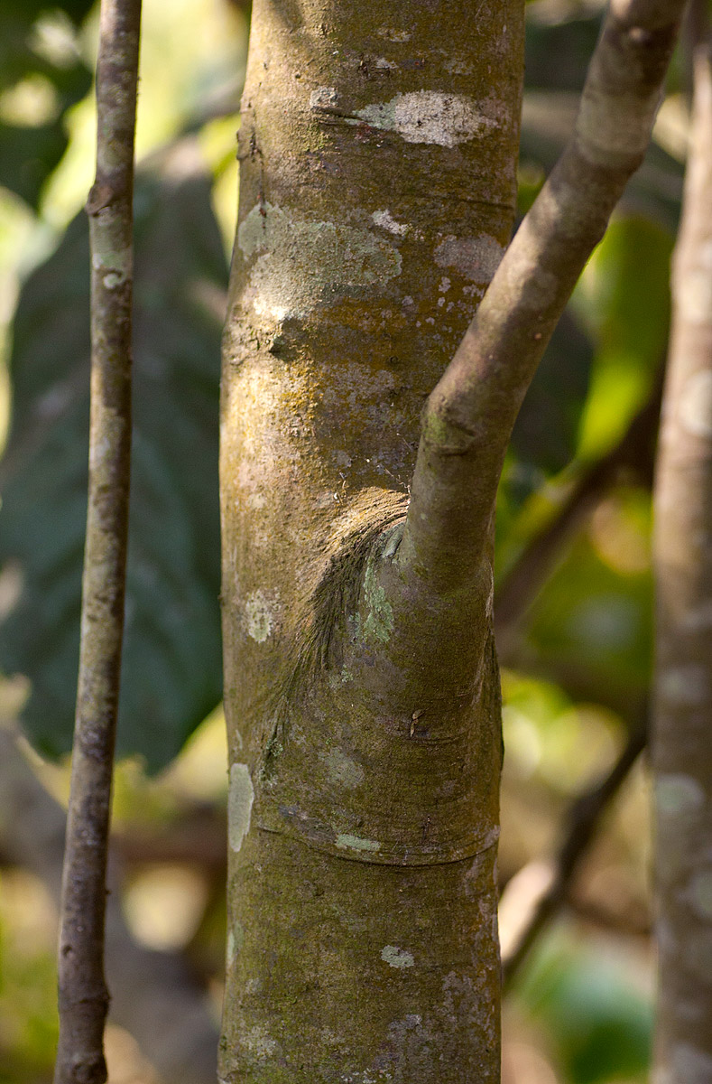 Aporrhiza paniculata