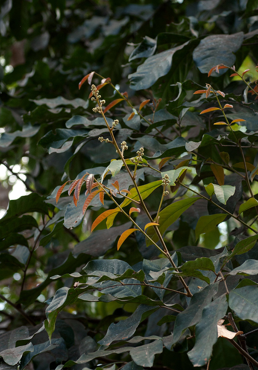 Aporrhiza paniculata