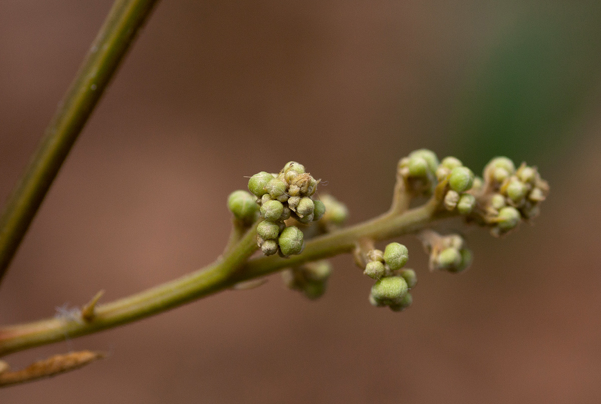 Aporrhiza paniculata