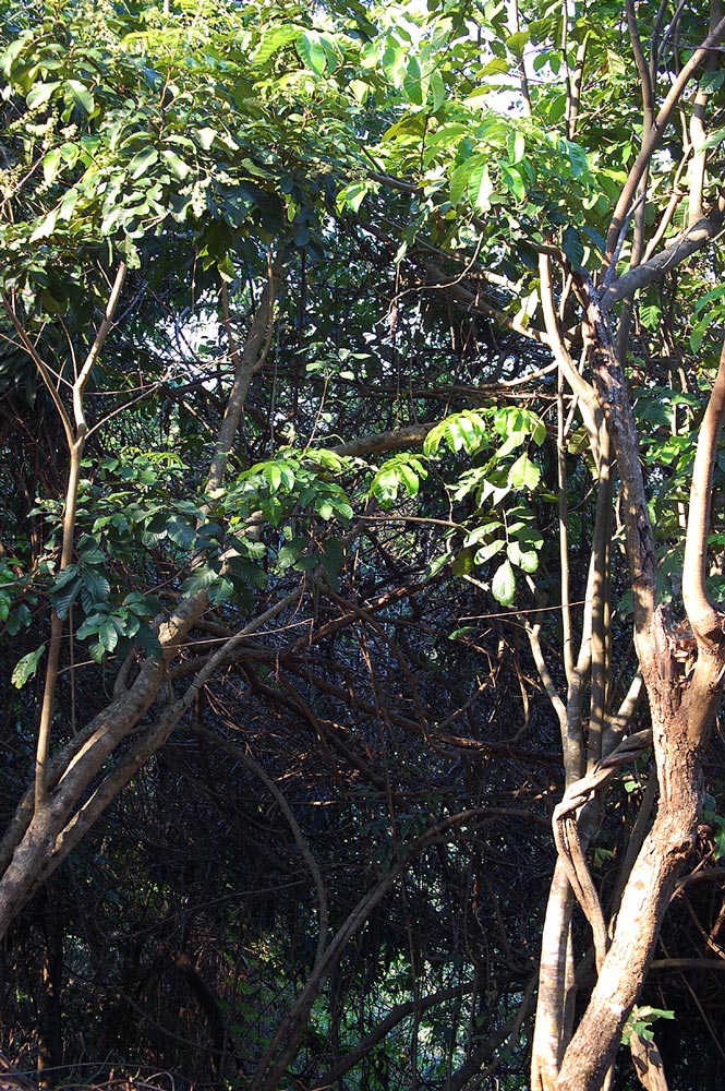 Aporrhiza paniculata