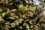 Aporrhiza paniculata