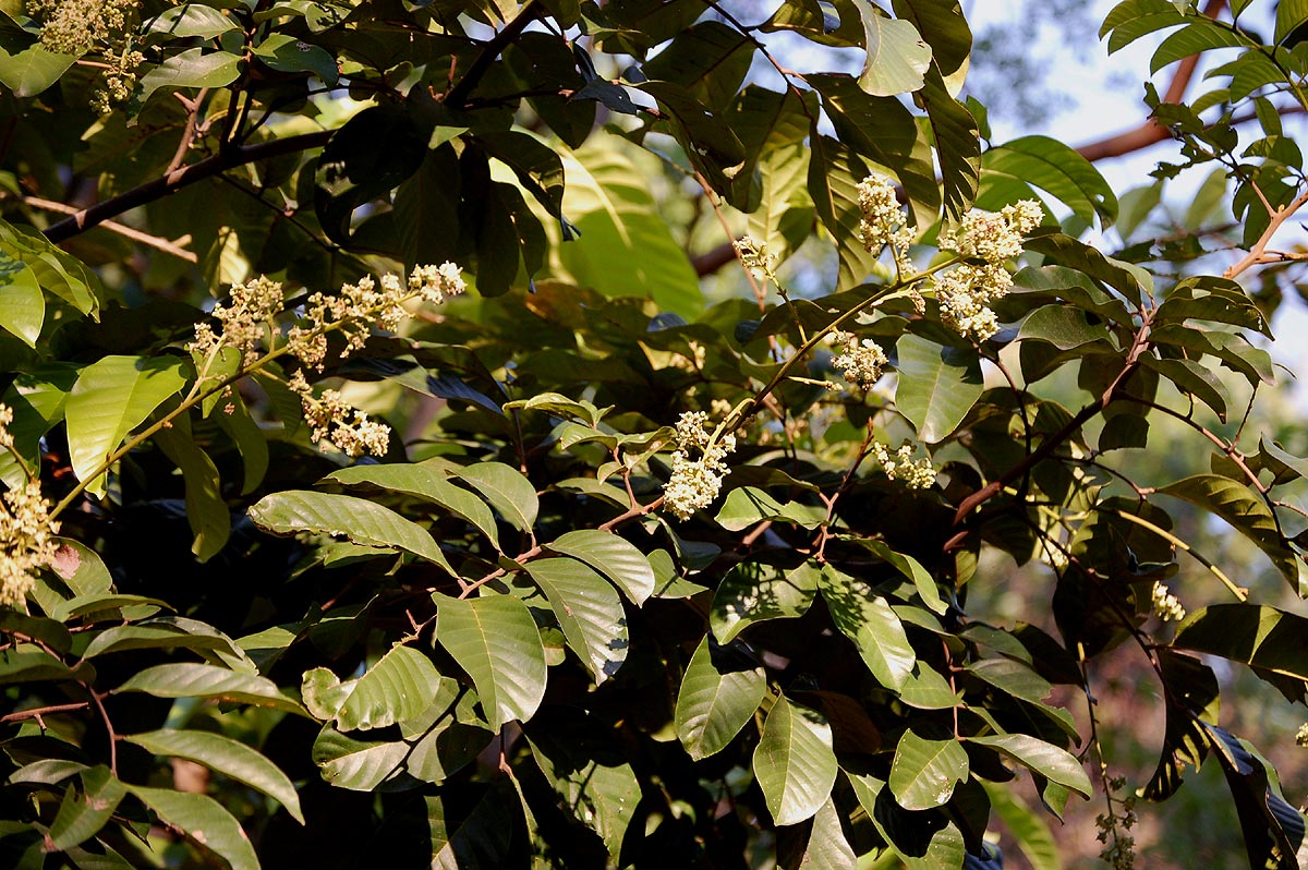 Aporrhiza paniculata