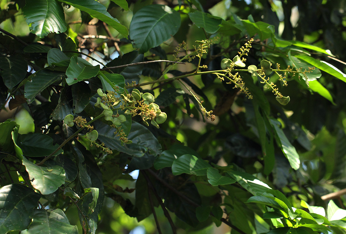 Aporrhiza paniculata