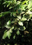 Aporrhiza paniculata