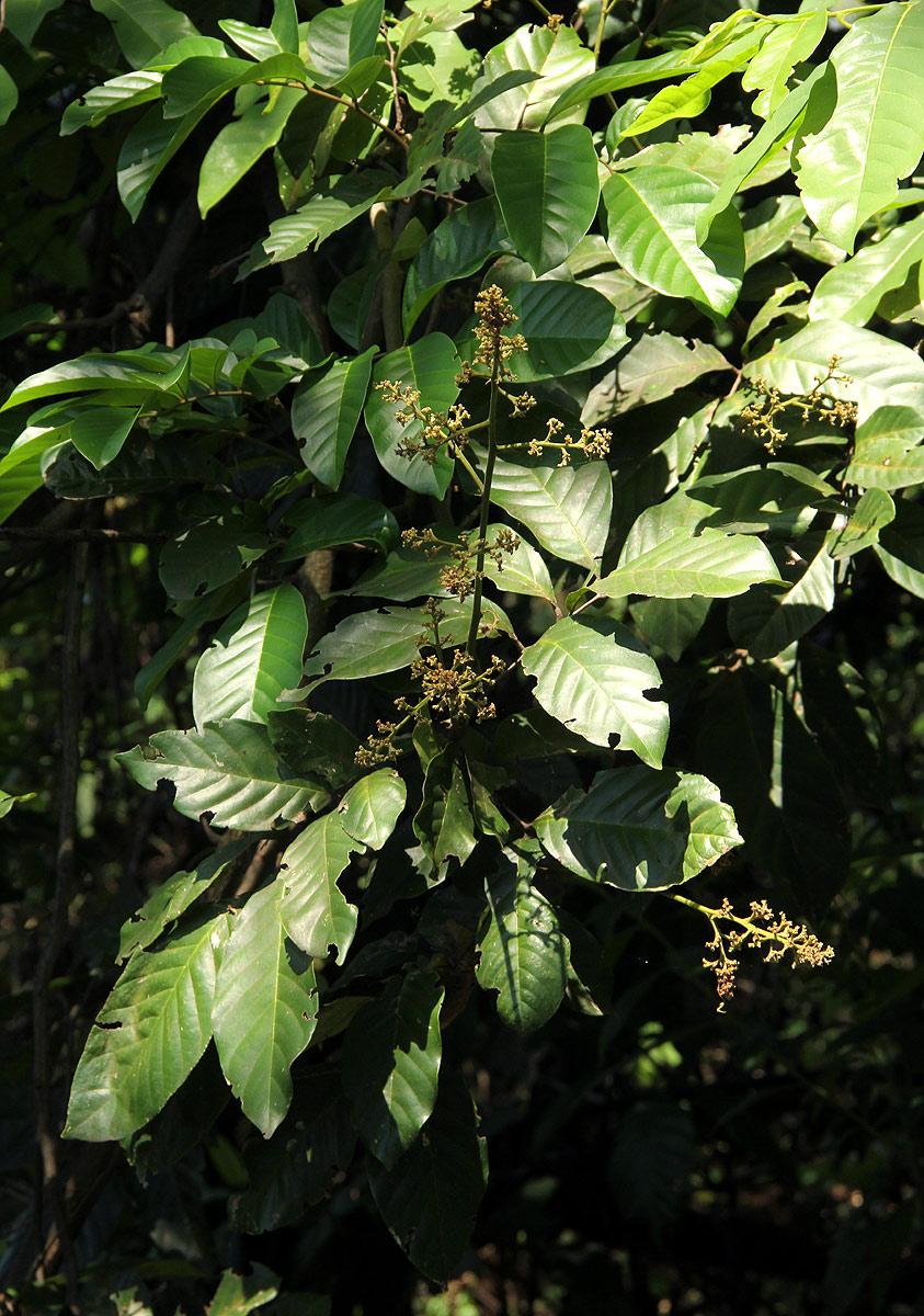 Aporrhiza paniculata