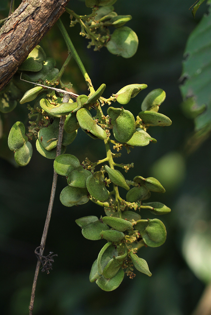 Aporrhiza paniculata