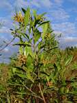 Dodonaea viscosa subsp. angustifolia