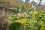 Dodonaea viscosa subsp. angustifolia