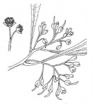 Dodonaea viscosa subsp. angustifolia