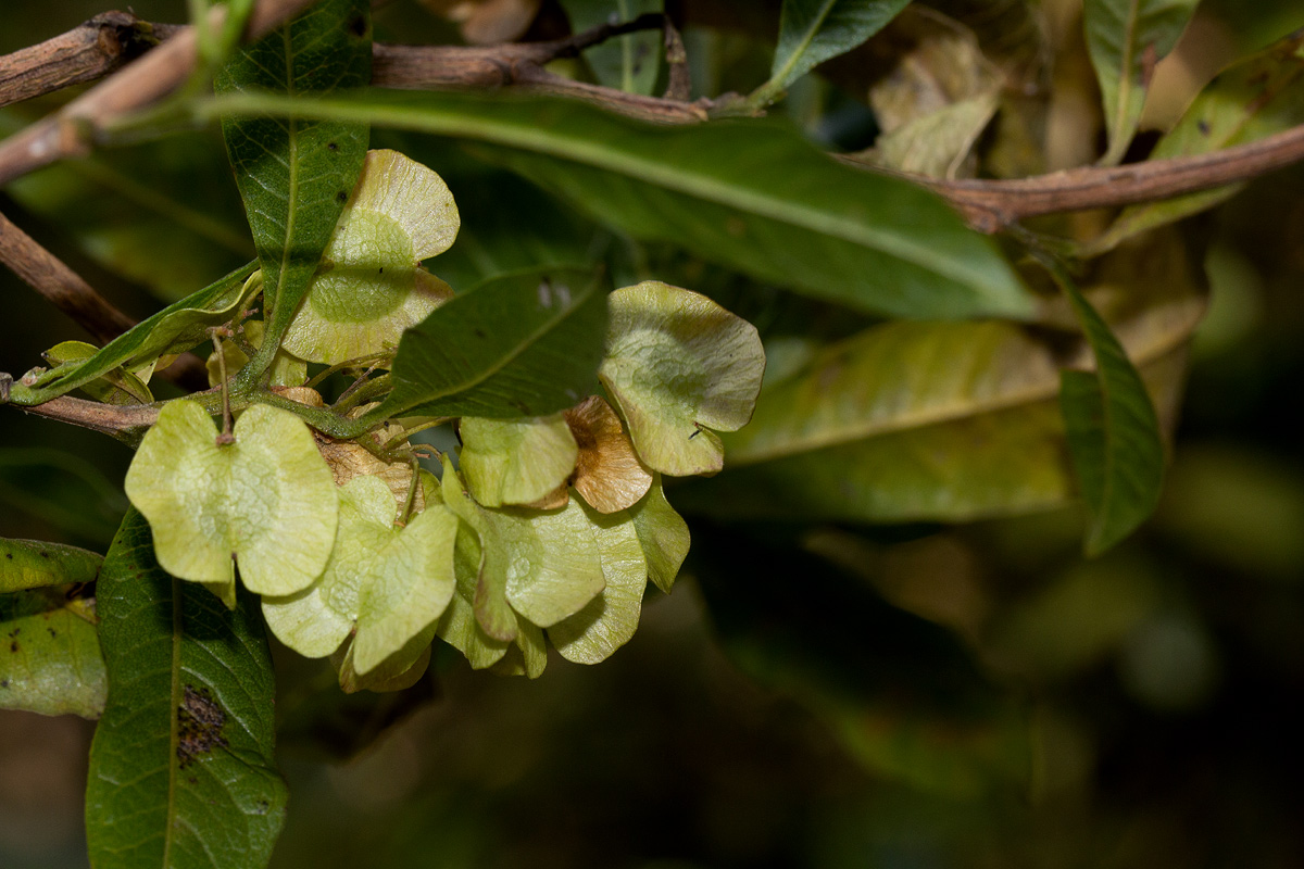 Dodonaea viscosa subsp. angustifolia