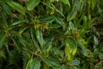 Dodonaea viscosa subsp. angustifolia