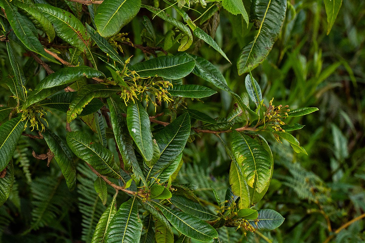 Dodonaea viscosa subsp. angustifolia