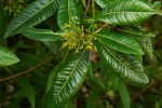 Dodonaea viscosa subsp. angustifolia