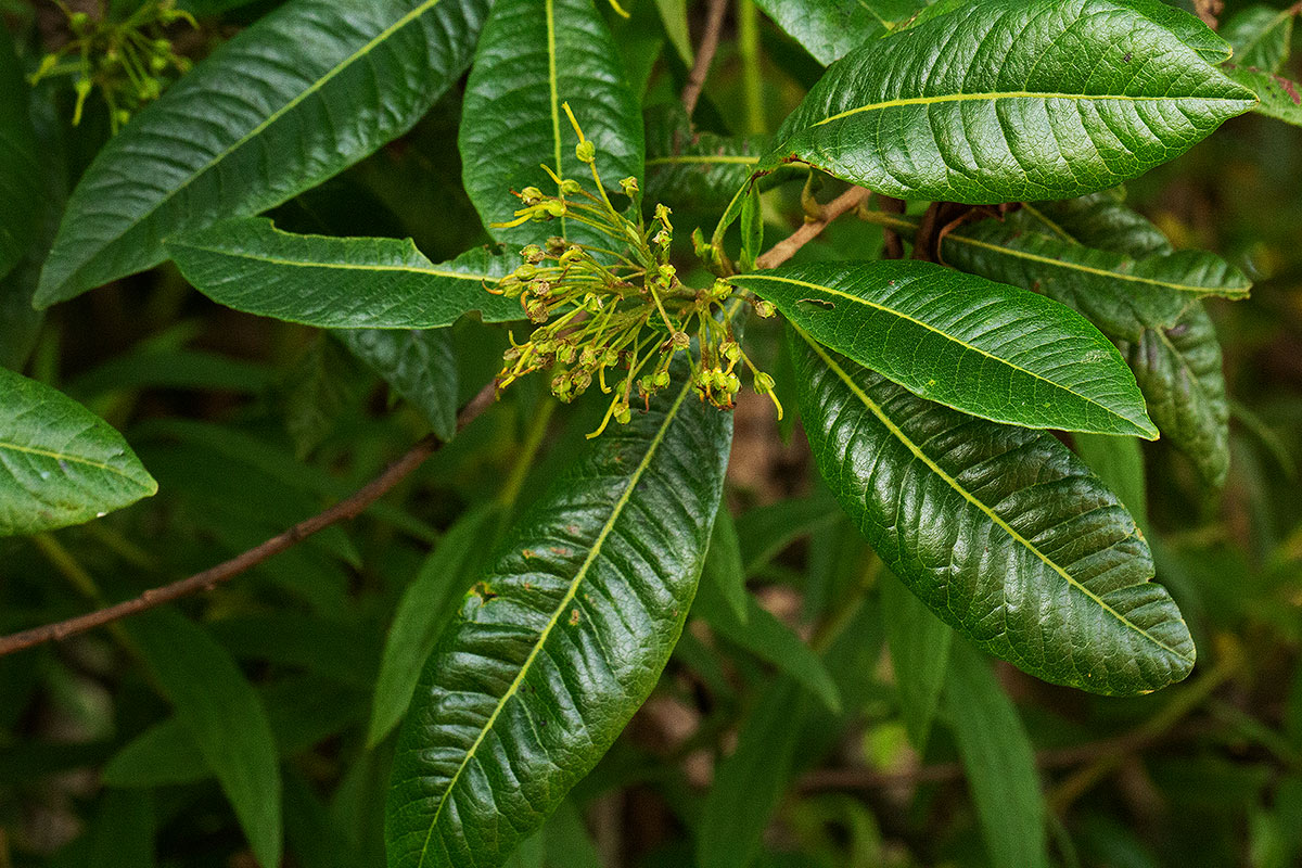 Dodonaea viscosa subsp. angustifolia