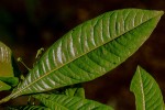 Dodonaea viscosa subsp. angustifolia