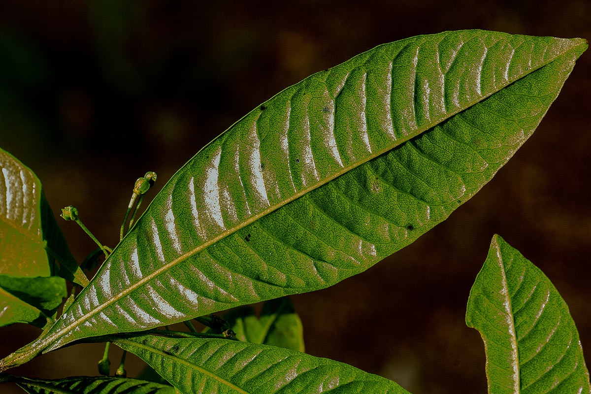 Dodonaea viscosa subsp. angustifolia