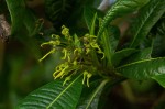 Dodonaea viscosa subsp. angustifolia